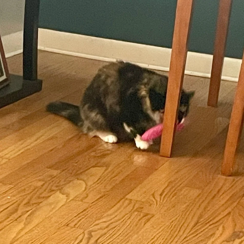 Cat Toy Cat Log Small Dog Toy